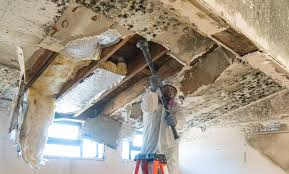 Best Commercial Mold Inspection  in Maugansville, MD